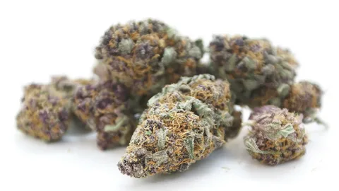 Apple Fritters Weed Strain