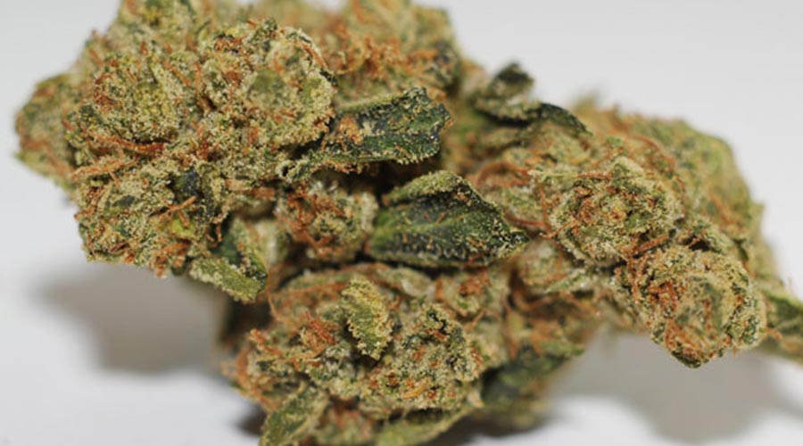 Berry White aka Barry White Weed Strain Information