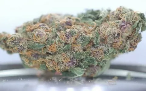 Blueberry Muffins Weed Strain